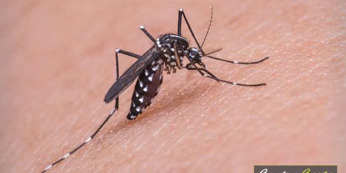How To Prevent Mosquitos