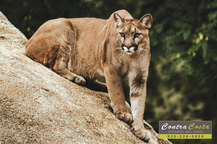 Do You Know How To Handle Mountain Lions In California