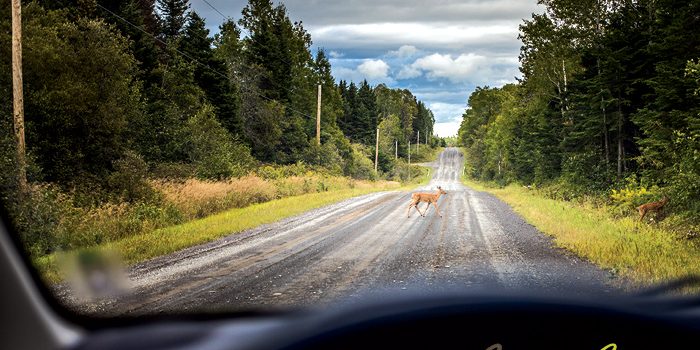 What To Do If You Hit An Animal On The Road In California